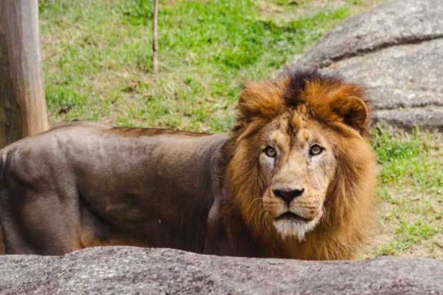 Leão no BioParque do Rio