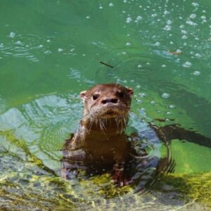 Lontra no BioParque do Rio