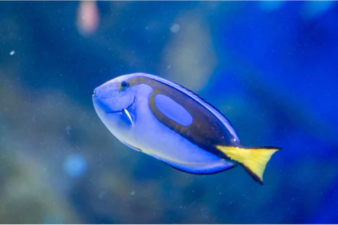 AquaRio Rio de Janeiro